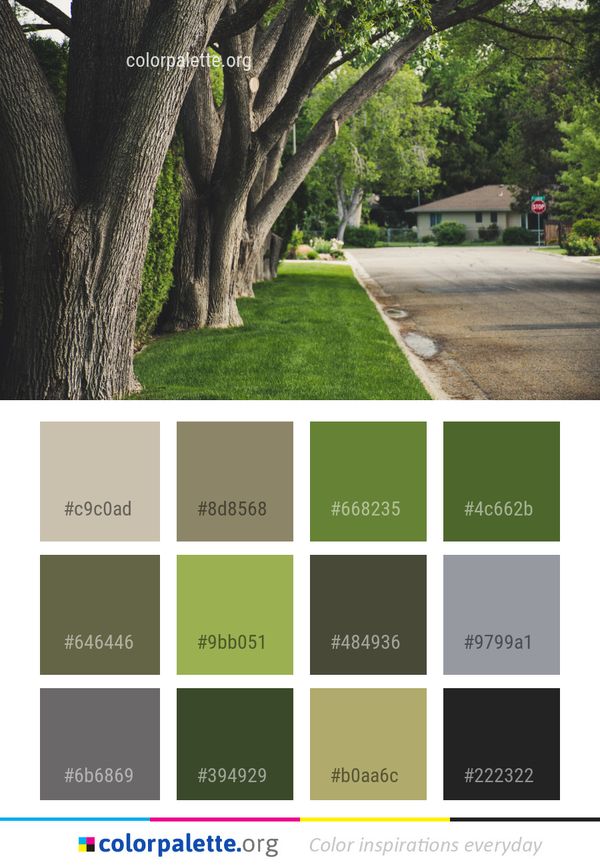 Tree Plant Woody Color Palette