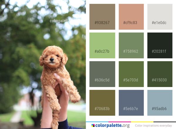 Dog Like Mammal Breed Color Palette