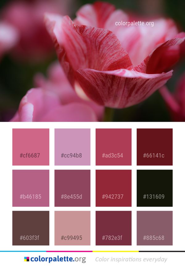 Flower Pink Petal Color Palette