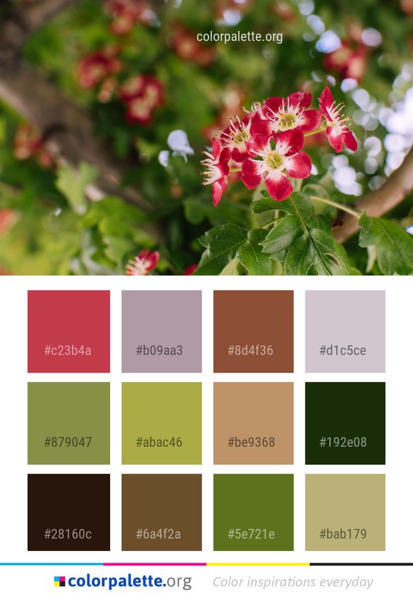 Flower Plant Flora Color Palette