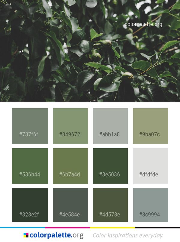 Plant Leaf Vegetation Color Palette