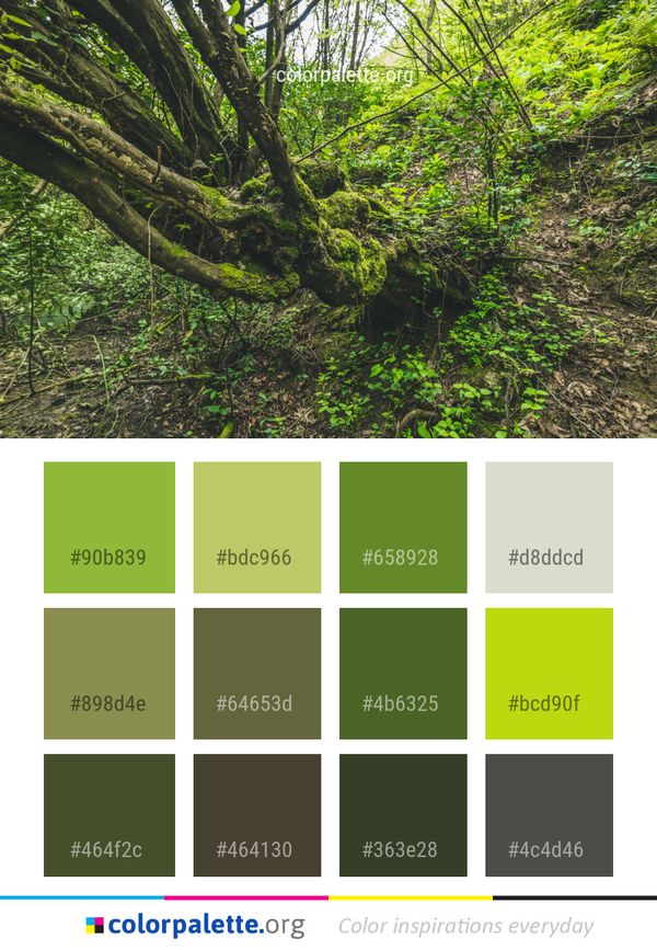 Vegetation Tree Ecosystem Color Palette