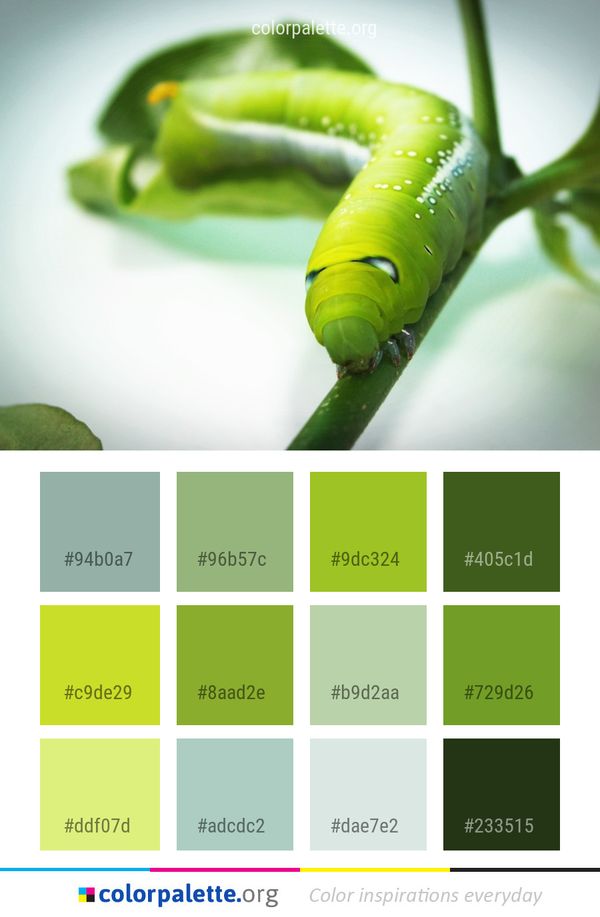 Caterpillar Larva Insect Color Palette