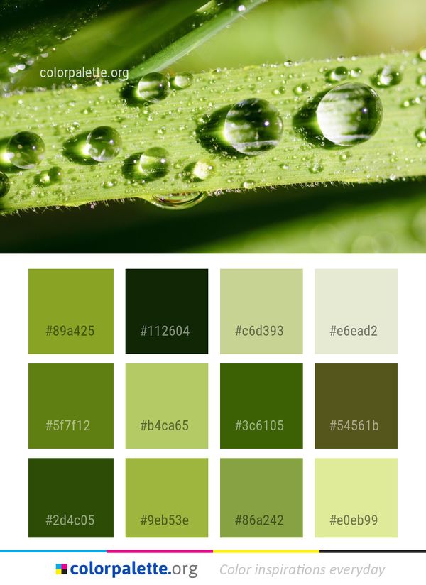 Dew Water Drop Color Palette