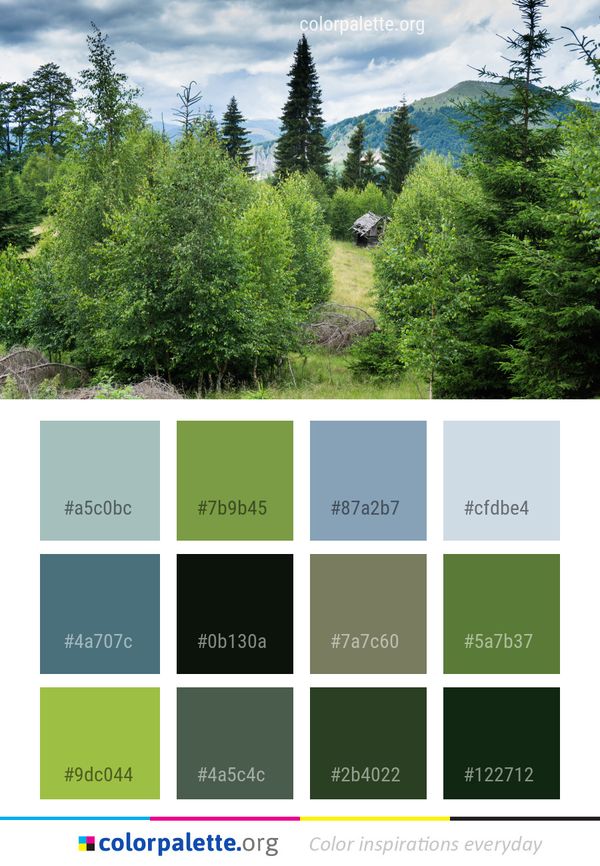Ecosystem Spruce Fir Forest Tree Color Palette