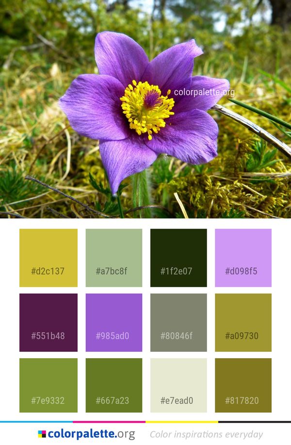 Flower Flora Plant Color Palette