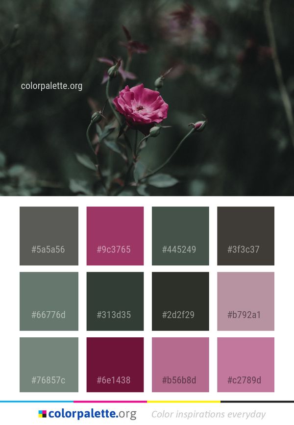 Flower Pink Rose Family Color Palette