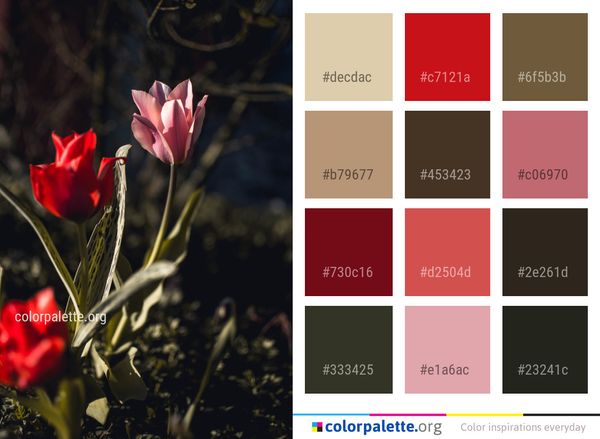 Flower Plant Red Color Palette