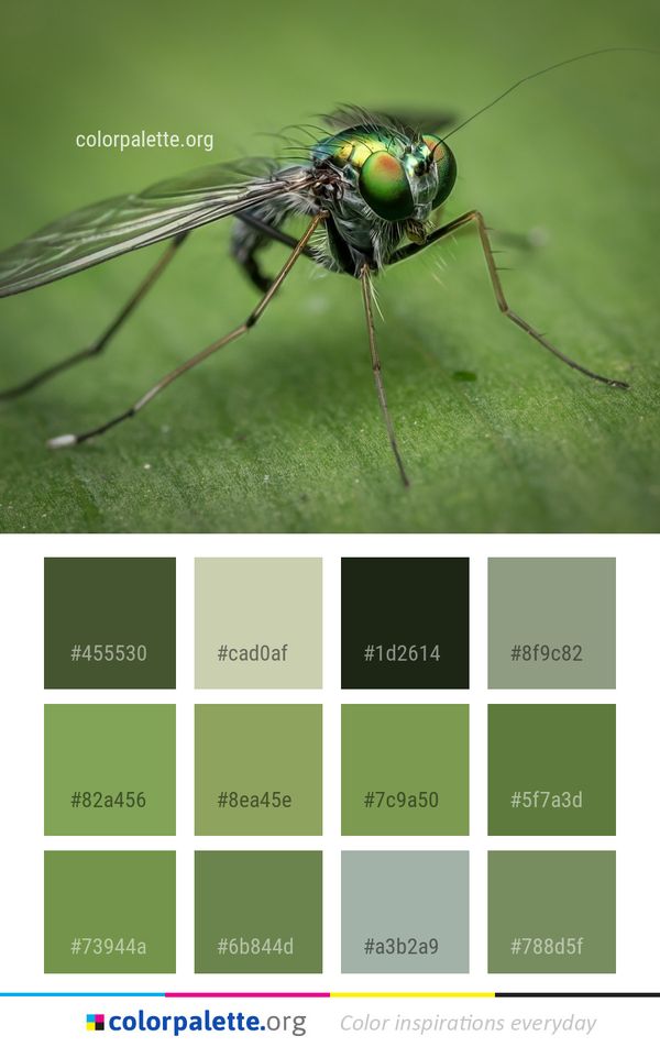 Insect Invertebrate Pest Color Palette