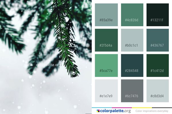 Tree Spruce Pine Family Color Palette