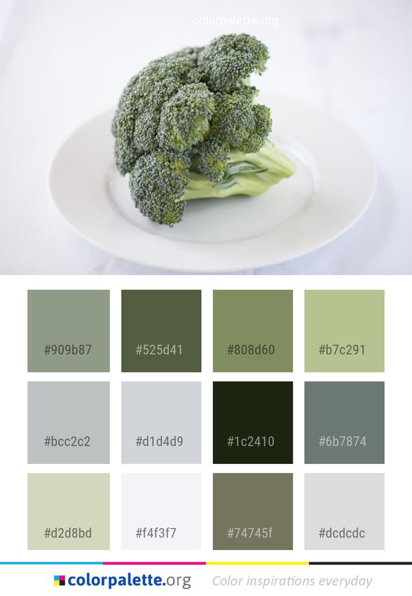 Vegetable Broccoli Food Color Palette