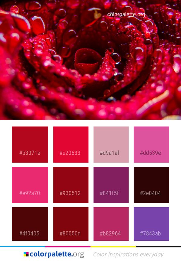 Close Up Macro Photography Petal Color Palette