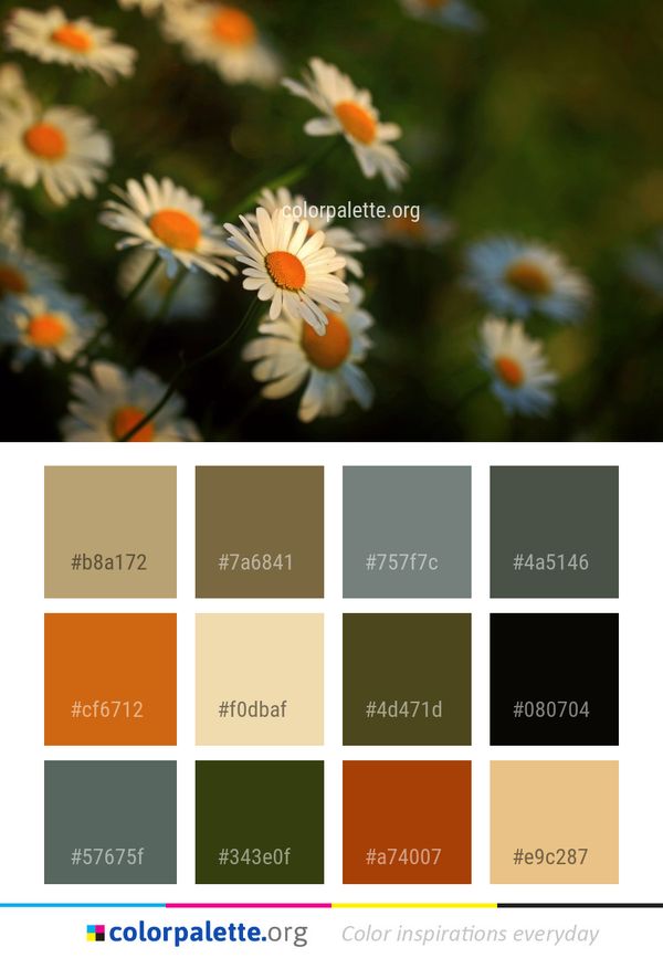 Flower Daisy Flora Color Palette
