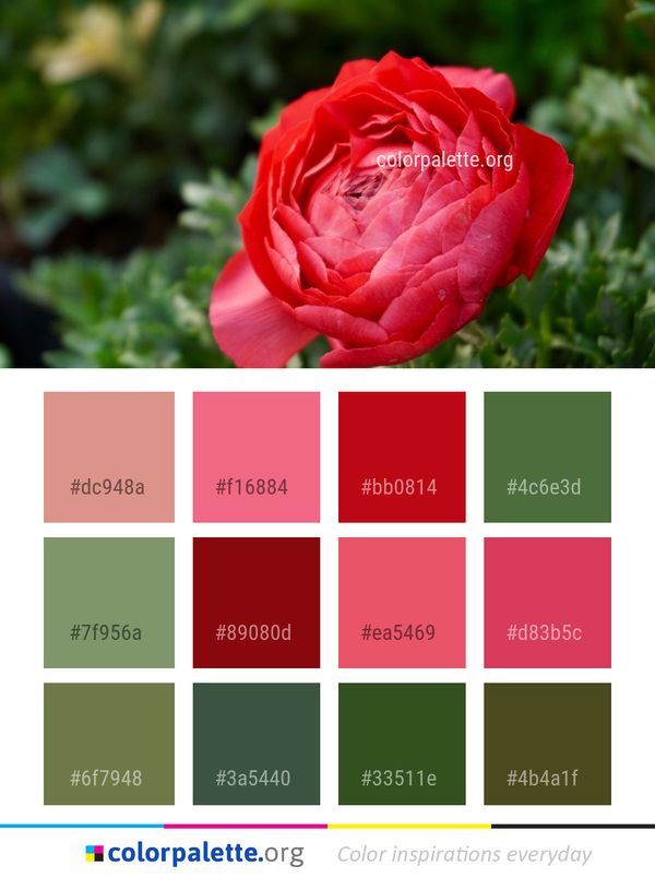 Flower Rose Red Color Palette