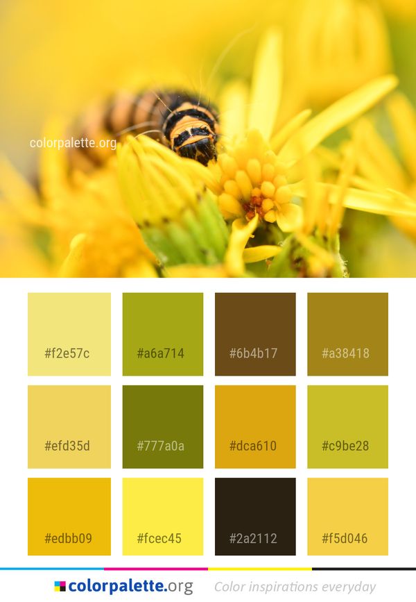 Honey Bee Insect Color Palette