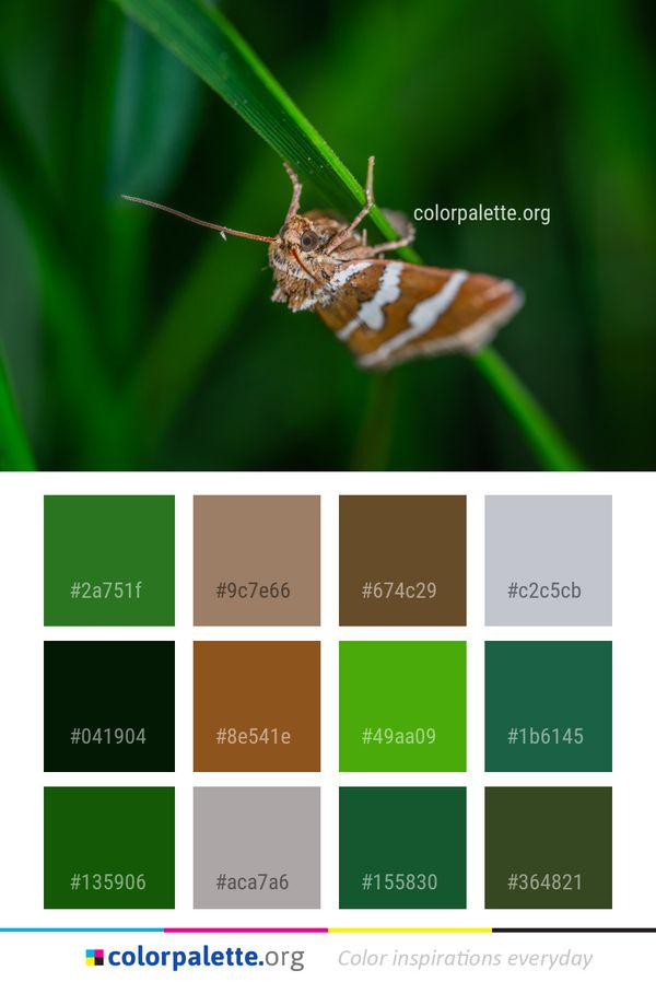 Insect Moth Invertebrate Color Palette