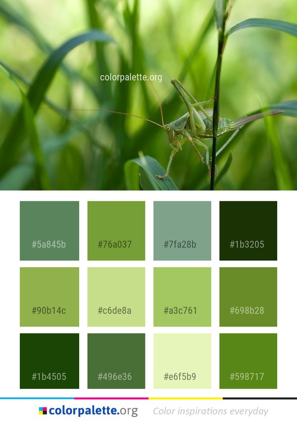Insect Vegetation Grass Color Palette