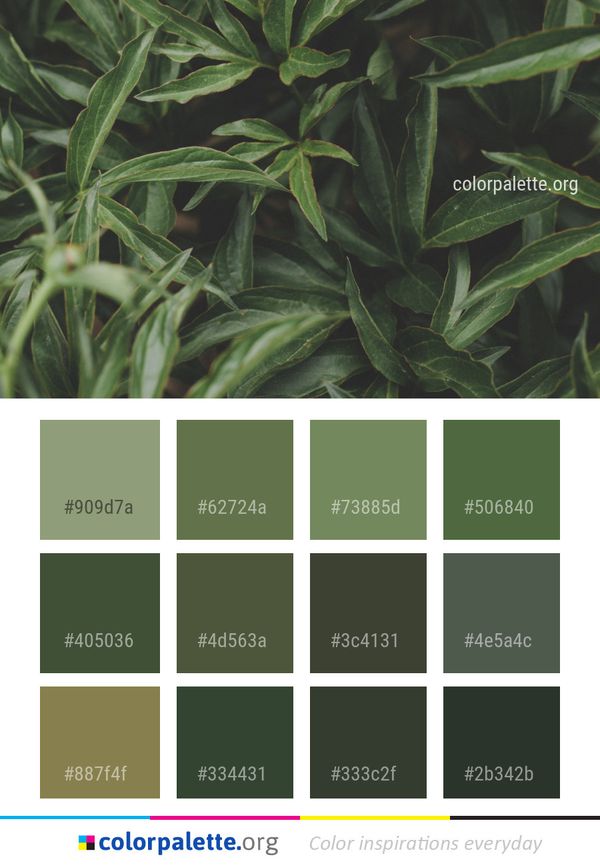 Plant Leaf Herb Color Palette