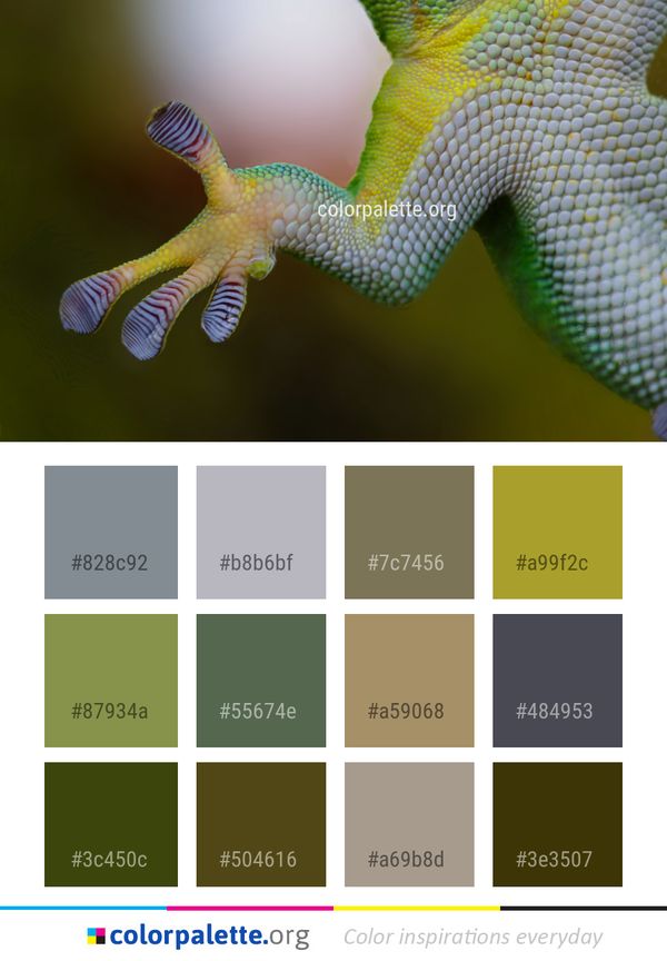 Fauna Macro Photography Close Up Color Palette