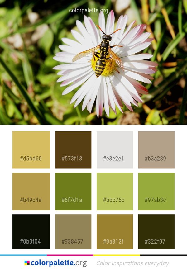 Flower Flora Daisy Color Palette