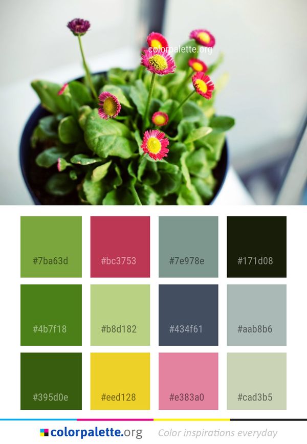 Flower Plant Flowerpot Color Palette