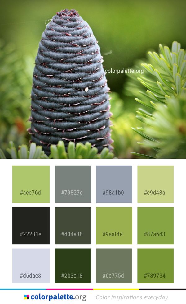 Plant Tree Pine Family Color Palette