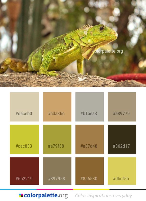 Reptile Iguana Iguania Color Palette