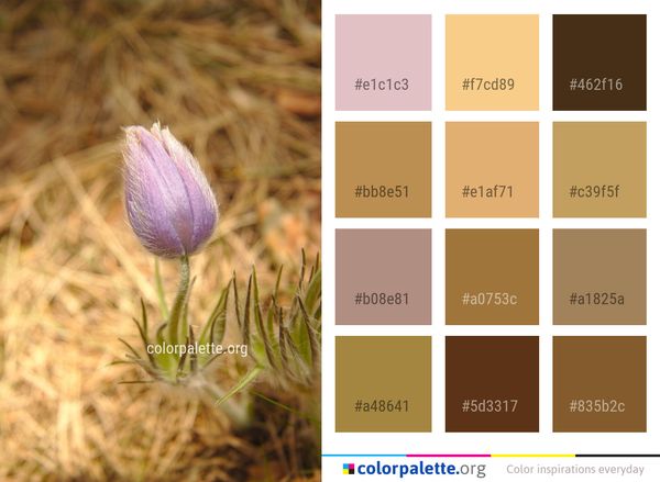 Flower Flora Plant Color Palette
