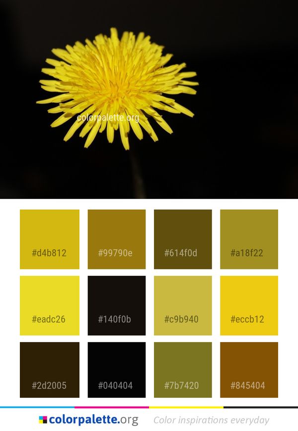 Flower Yellow Dandelion Color Palette