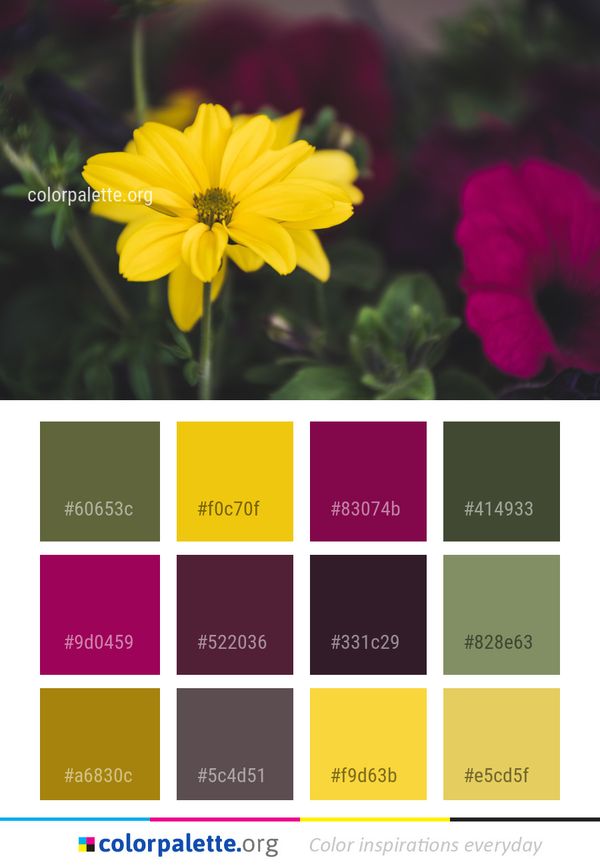 Flower Yellow Flora Color Palette