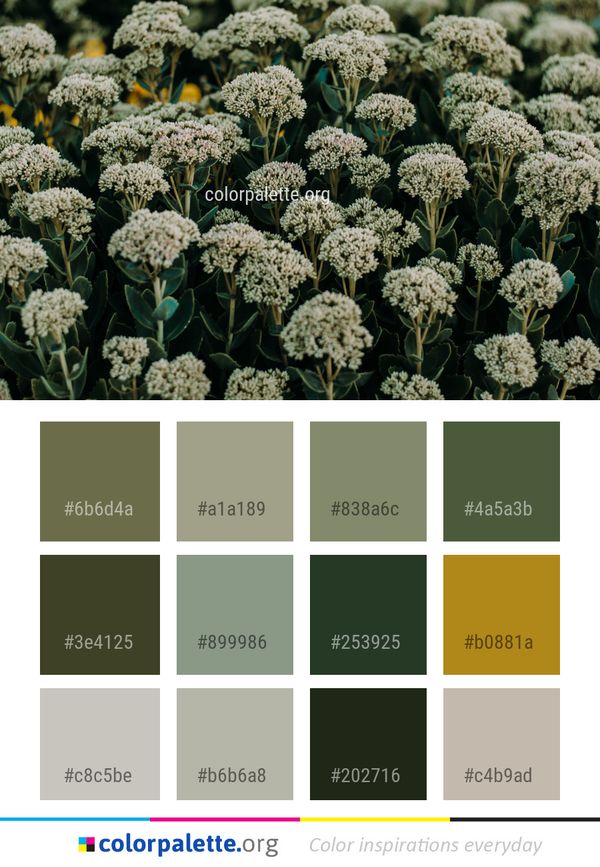 Plant Flora Flower Color Palette