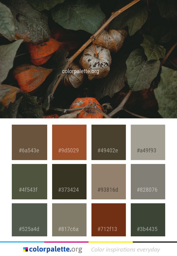 Still Life Photography Organism Cucurbita Color Palette