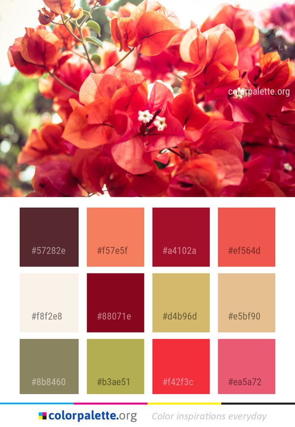 Flower Pink Plant Color Palette