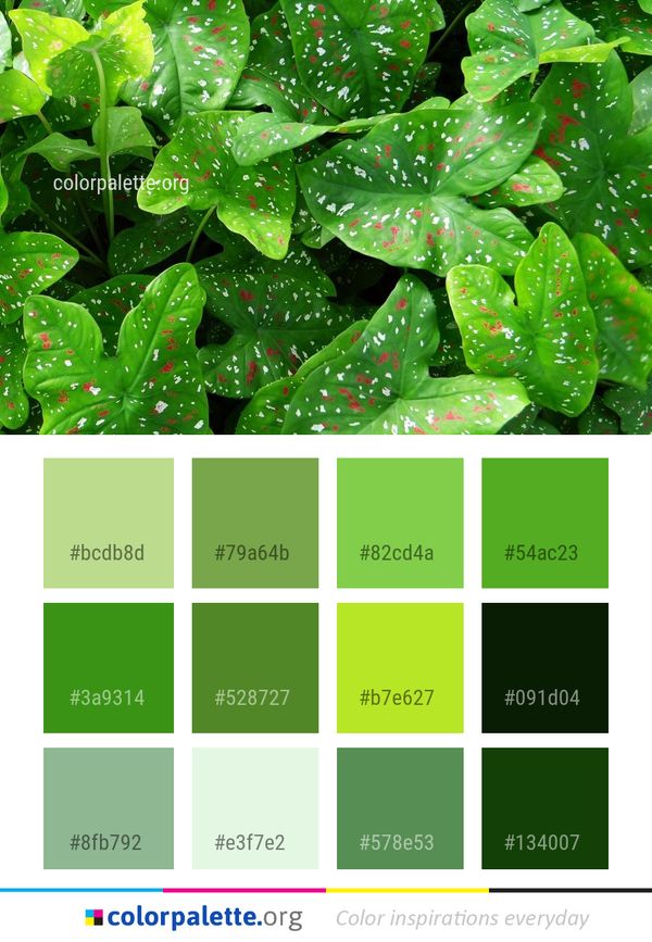 Green Leaf Plant Color Palette