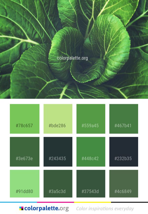 Green Leaf Plant Color Palette