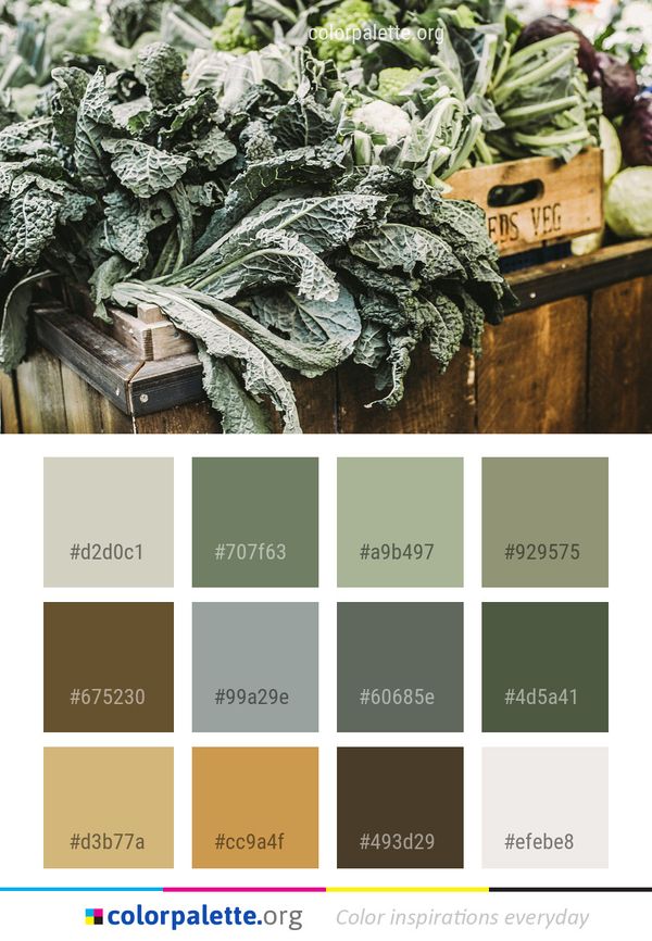 Leaf Vegetable Plant Color Palette
