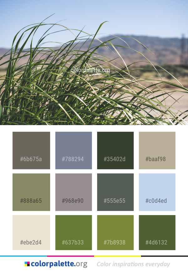 Plant Grass Ecosystem Color Palette