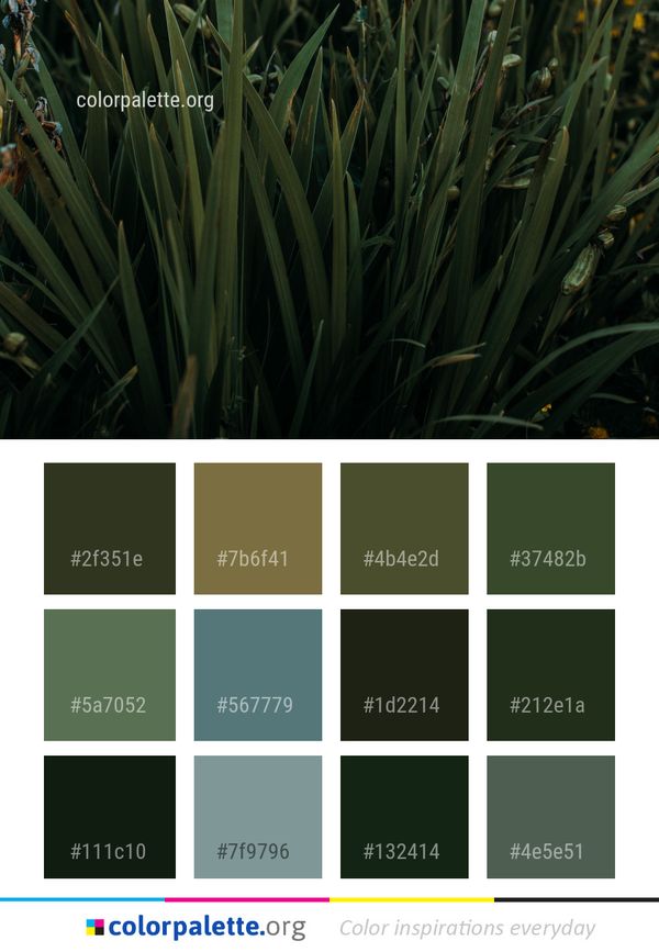 Plant Grass Family Color Palette