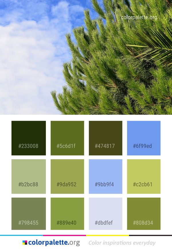 Vegetation Tree Sky Color Palette