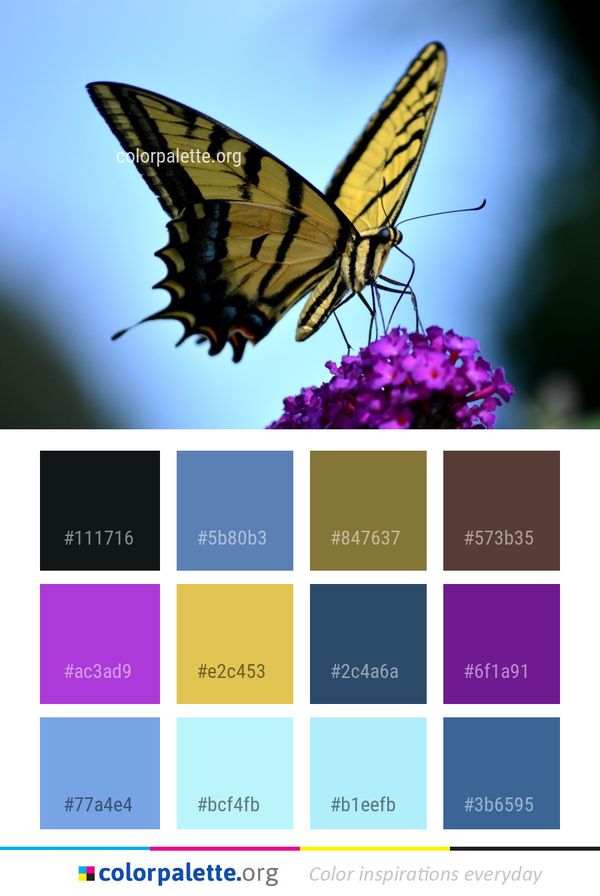 Butterfly Moths And Butterflies Insect Color Palette
