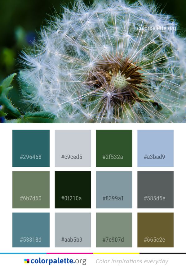 Flower Dandelion Plant Color Palette