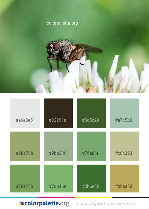 Insect Bee Macro Photography Color Palette
