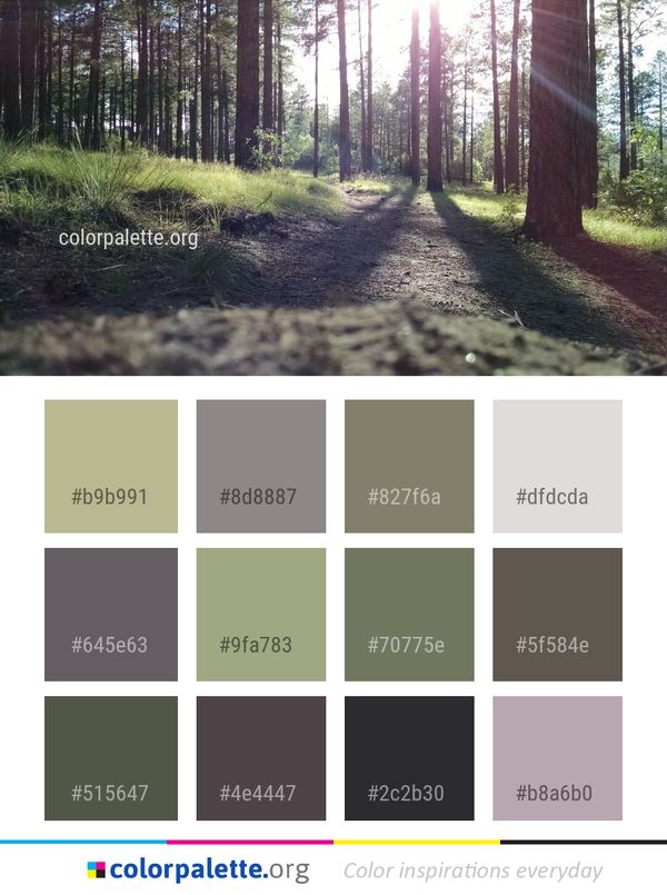 Path Forest Tree Color Palette