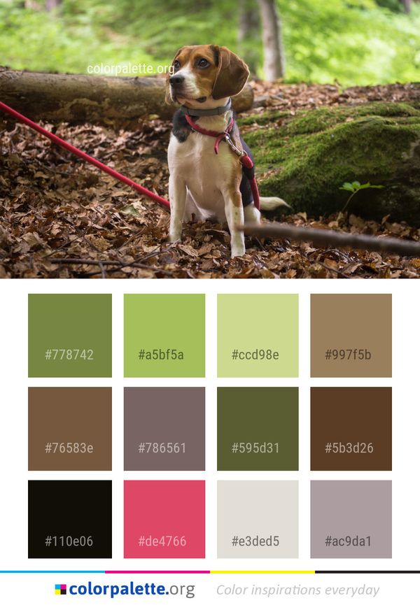 Dog Beagle Harrier Color Palette