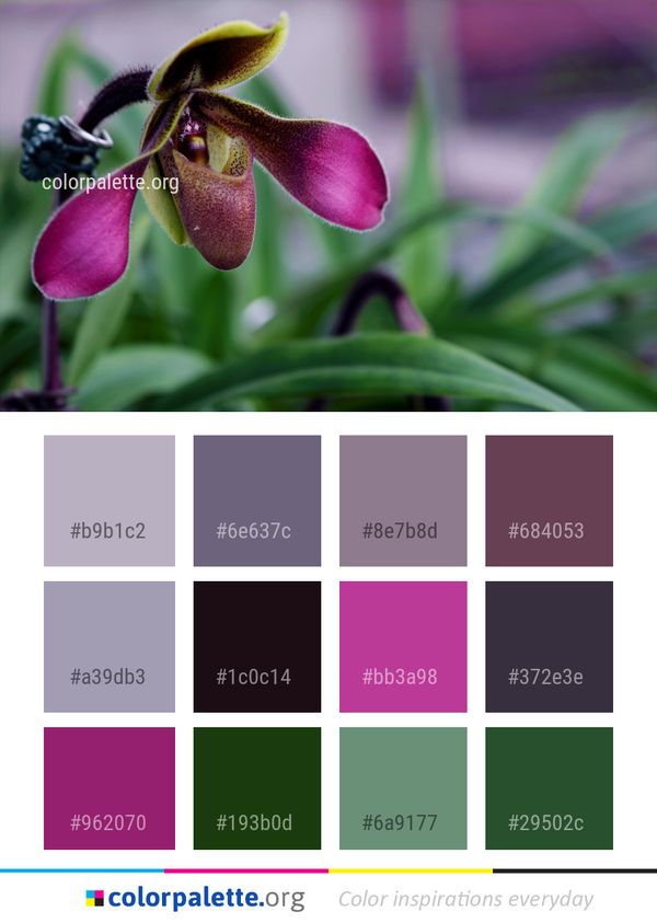 Flower Flora Plant Color Palette