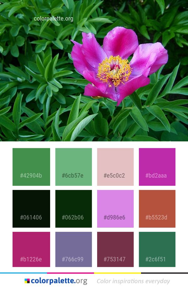 Flower Plant Peony Color Palette
