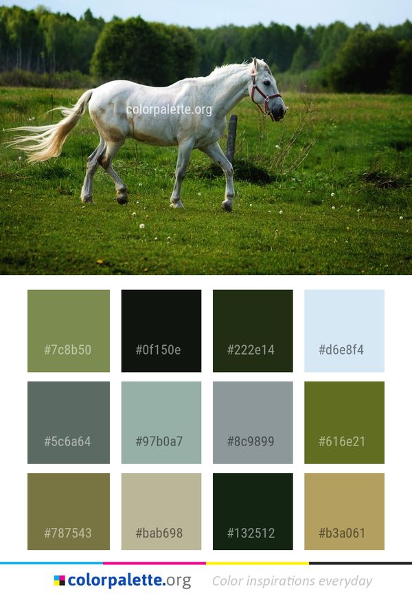 Horse Pasture Grassland Color Palette