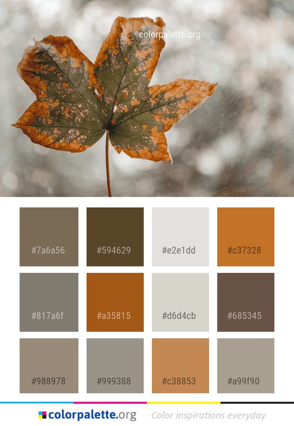 Leaf Autumn Macro Photography Color Palette