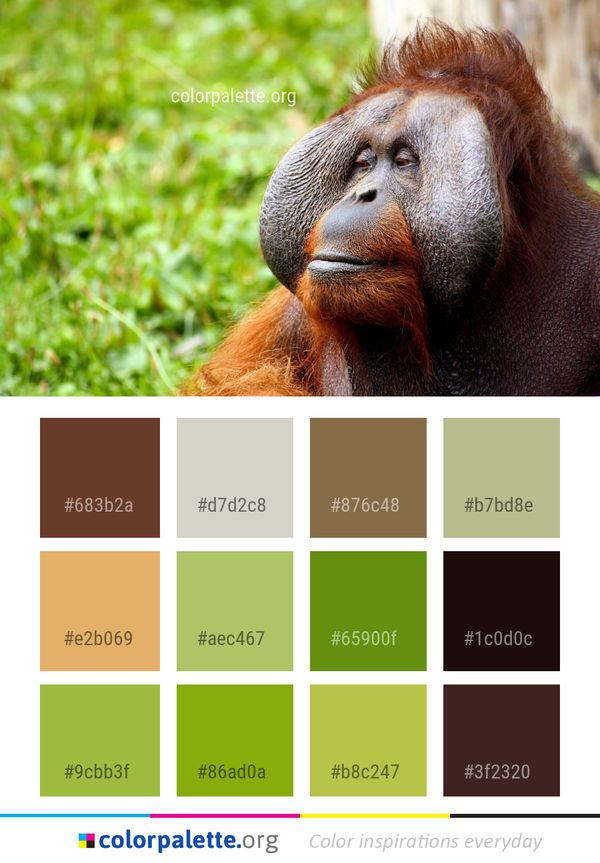 Orangutan Great Ape Mammal Color Palette
