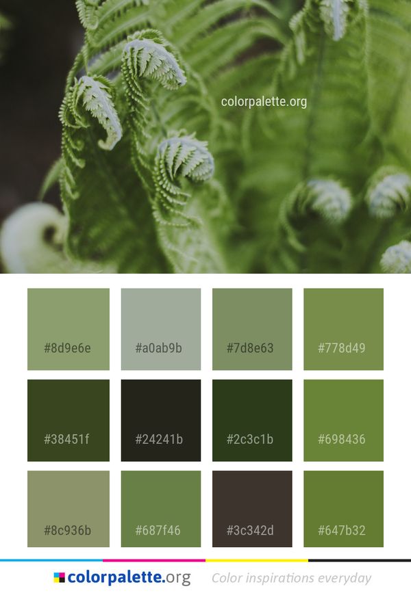 Plant Leaf Fiddlehead Fern Color Palette